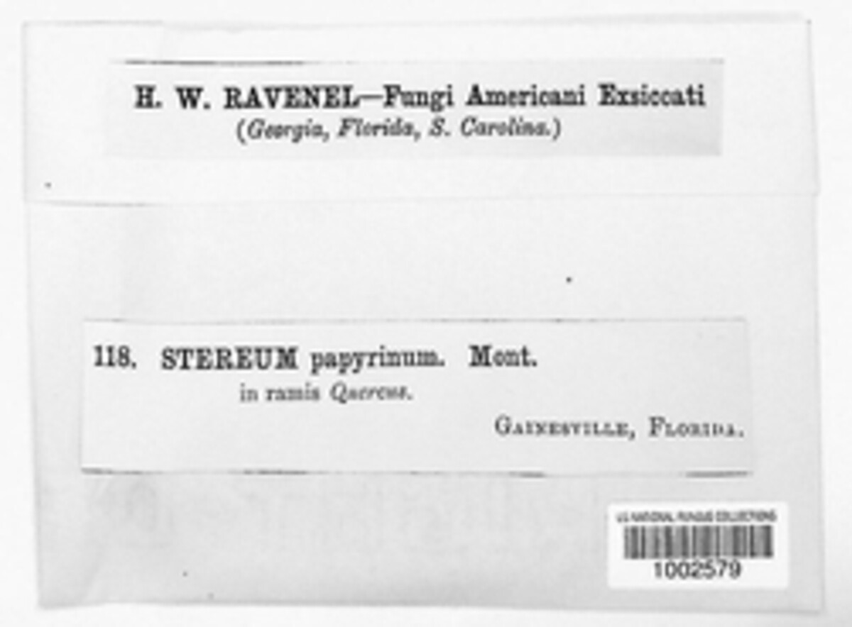 Porostereum papyrinum image